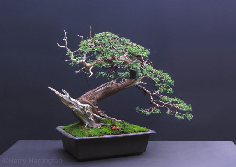 san jose juniper bonsai